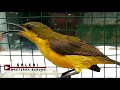 Download Lagu Suara Panggilan Sogok Ontong Betina PIKAT Ampuh 100% Bikin Kolibri SRIGANTI Jantan NYAUT Bunyi GACOR