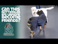 Can This Rottweiler and Labrador Become Friends