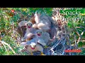 Download Lagu #122🦃🐥15°🐥15°🐥15°🐥15°／Avila🇪🇸Kestrel Nest 2025／ Powerd by DIRECTO NATURA