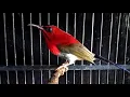 Download Lagu Langsung nyaut!!! Masteran Burung Kolibri Sepah Raja super efektif bikin Burung Kolibri Sepah Raja g