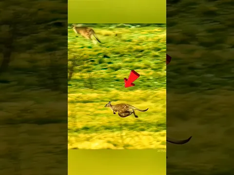 Baby Kangaroo’s Desperate Escape! 😱