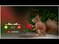 Download Lagu Bird Bgm Ringtones, Bird chirping, Instrumental ringtone, Bird Sound ringtones