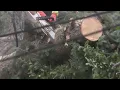 Microburst takes out power poles trees in Littleton