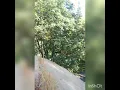 Tree work in Siskiyou