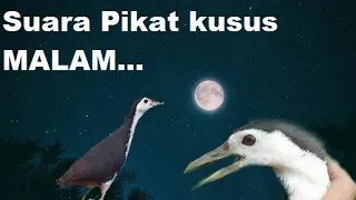suara pikat ruak malam ampuh waterhen sound night bird sound voice chim quock 100
