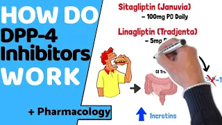How do DPP-4 Inhibitors Work EASY Pharmacology