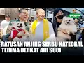 Download Lagu PERAYAAN SANTO FRANSISKUS ASISI | RATUSAN HEWAN SERBU GEREJA KATEDRAL