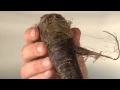 Download Lagu René Redzepi makes the signature Noma dish: Vintage carrot and camomile