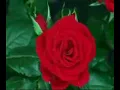 Roses GIF