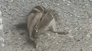 squirrel eating frog