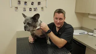 Giardia Infection and Treatment
