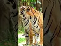 Download Lagu False Eyes #tiger #facts #shortvideo #shortfeed