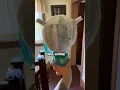 Hatsune miku wig vulpescos
