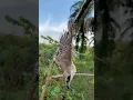 Download Lagu GAK DI SANGKA SANGKA MIKAT DAPAT ELANG MINI, MIKAT BURUNG CENDET DAPAT TROTOLAN