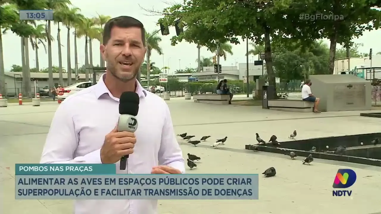Pombos nas praças: alimentar as aves em espaços públicos pode facilitar transmissão de doenças