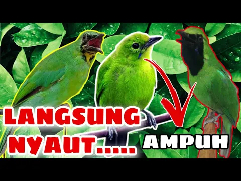 Download MP3 TERAPI CUCAK IJO MACET BUNYI IJOAN DAN TROTOL BAHAN HUTAN AMPUH