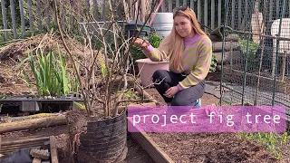 Download Let's Help This Fig Tree! Allotment Vlog Ep.13 MP3