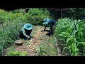 Download Lagu Het plezier van oogsten uit een biologische tuin, zelfs tijdens het regenseizoen~!!