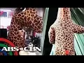 Woman wears giraffe costume for protection vs coronavirus ANC