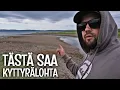 Download Lagu KALASSA VARANGINVUONOLLA - LÖYTY MERILOHTA JA KYTTYRÄLOHTA