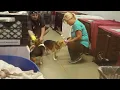 The Beagles Have Landed at Humane Fort Wayne