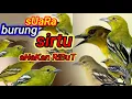 Download Lagu suara pikat burung sirtu /suara anakan sirtu ribut/suara burung sirtu menjerit