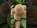 Download Lagu Kadam Ful 🏵️🏵️#shorts #flower #nature