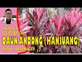 Download Lagu MANFAAT DAUN ANDONG (HANJUANG) UNTUK KESEHATAN DAN CARA PENGOLAHANNYA