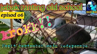krokkk tanda tanda burung ada potensi brosamchannel hobi santai