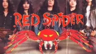 red spider anak liar
