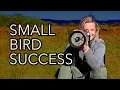 Download Lagu Fokus pada 3 hal untuk Foto Burung Kecil yang LUAR BIASA! #birdphotography