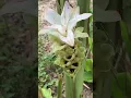 Download Lagu Haldi Plant Flowers Blooming |  #flowers  #shorts #ytshorts #trendingshorts #trending  #truedialogue