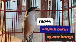 pancingan cendet isian jadul gampang ditiru dan bikin nyaut bunyii cendet lain