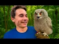 Download Lagu I’M RAISING The DEADLIEST OWL On EARTH !