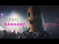 Siamese - B A N A N A S
