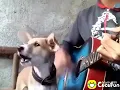 Download Lagu Lucu anjing ikut nyanyi sambil main gitar