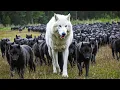 Download Lagu O Maior Lobo Já Capturado Por Uma Câmera   Nunca Visto Antes