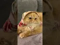 Download Lagu Sister Winnie has a new proposal 💍 #catvideos #funnycats #muslim