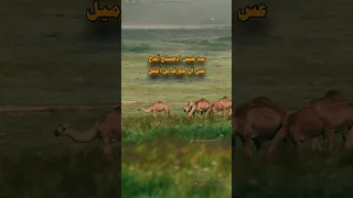 دبرارت مدح    غليت من معدن رحيم دندنها