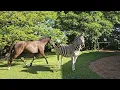 Horses and zebra coming in