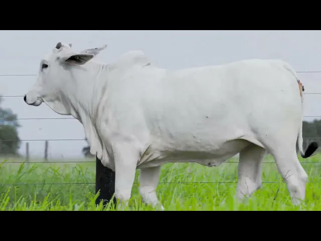 Novilha Nelore LSA - 2425