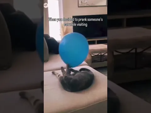 when you decided to prank someone's cat...
