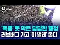 Download Lagu '폭증' 못 막은 답답한 행정…러브버그 가고 '이 벌레' 온다 / SBS 8뉴스