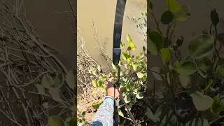 Bow Fishing for Barramundi 🎯