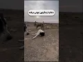 Download Lagu برای زنده‌ها غذا می‌برد، مرده‌ها رو با عشق خاک می‌کرد.#نجات_حیوانات  #DogRescue  #حیوانات_بی_پناه