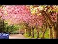 Download Lagu Silent Partner - Spring In My Step [1 Hour Version]