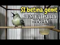 Download Lagu sirtu betina gacor birahi.untuk memancing birahi sirtu jantan