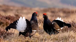 Black Grouse Lek: The Wildest Courtship Battle and Brutal Mating Dance