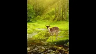 كان عندي غزال كفو محني و عيونو عسلية وائل جسار محمد روبا 