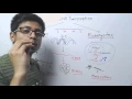 Prokaryotic vs eukaryotic transcription
